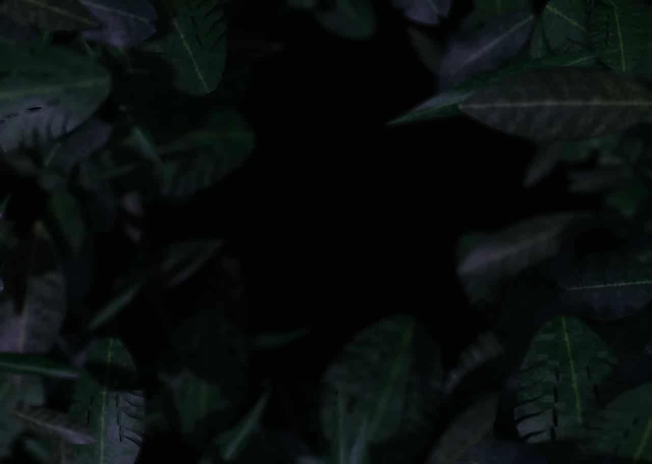 Jungle Canopy 006 visual preview